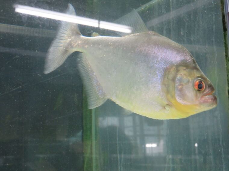 西武池袋本店9F屋上フィッシュショップ