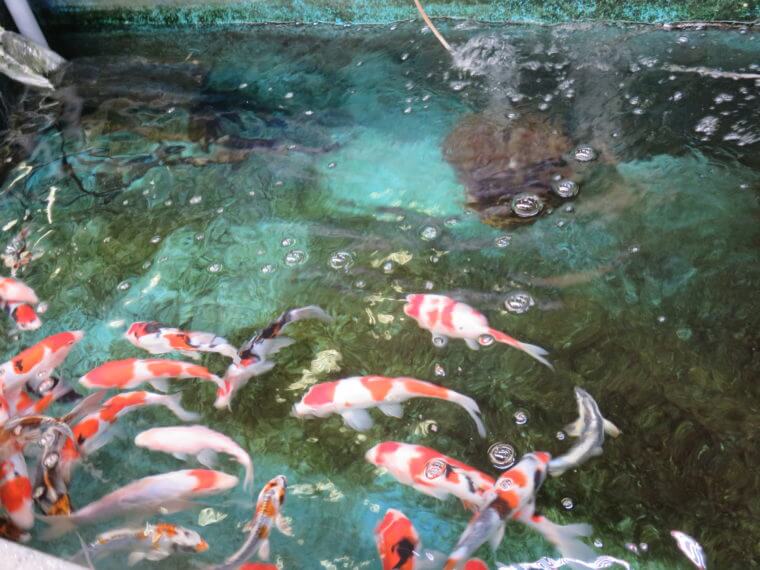 吉田観賞魚