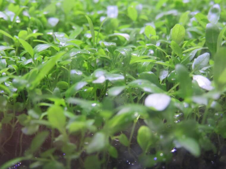 プランツシード ハイグロ SP ラージ