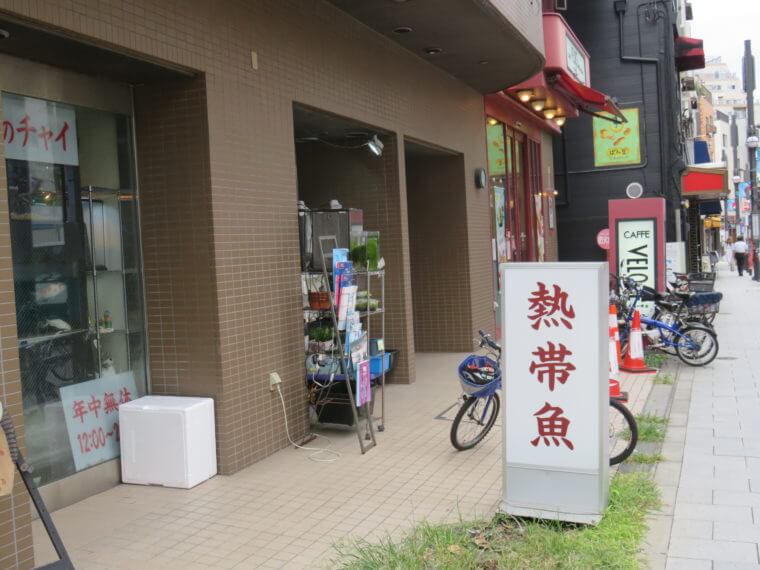 熱帯魚のチャイ