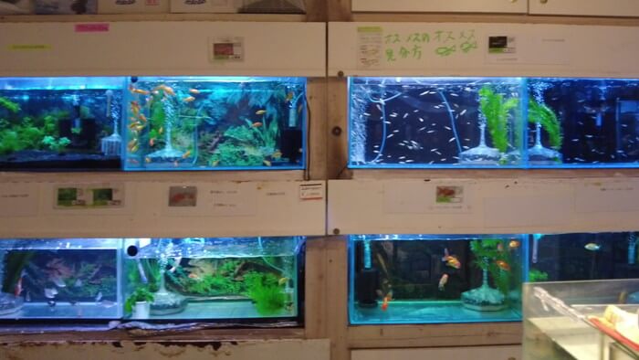 岩嵜商店(金魚)