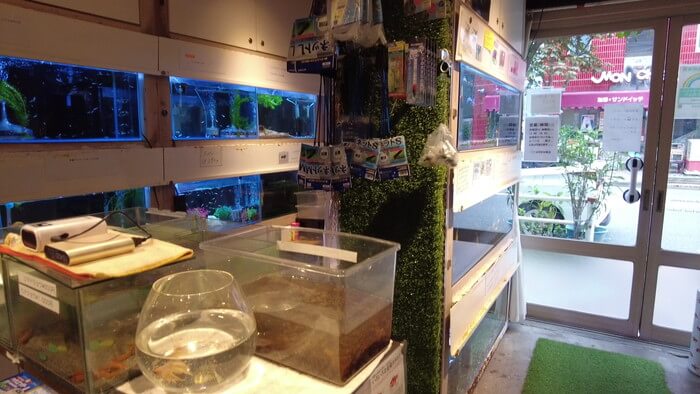 岩嵜商店(金魚)