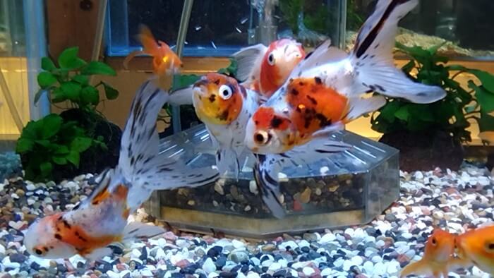 岩嵜商店(金魚)