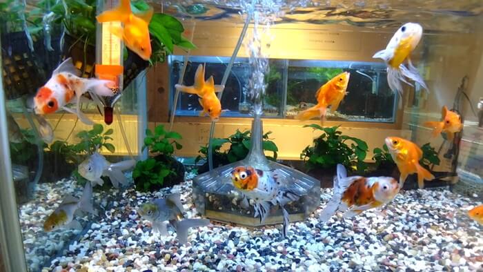 岩嵜商店(金魚)