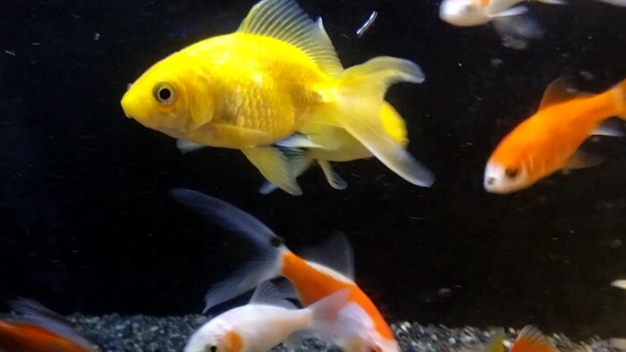 岩嵜商店(金魚)