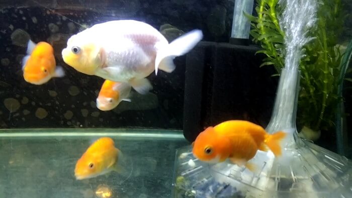 岩嵜商店(金魚)