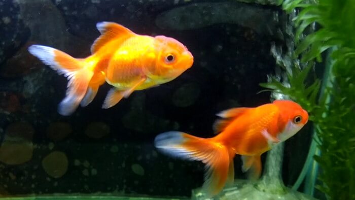 岩嵜商店(金魚)