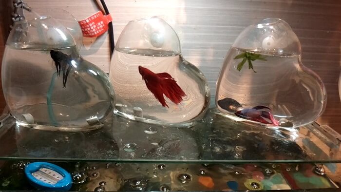 岩嵜商店(金魚)