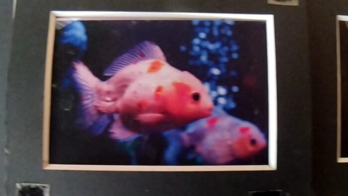 岩嵜商店(金魚)