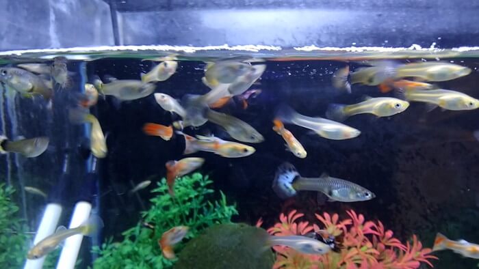 岩嵜商店(金魚)