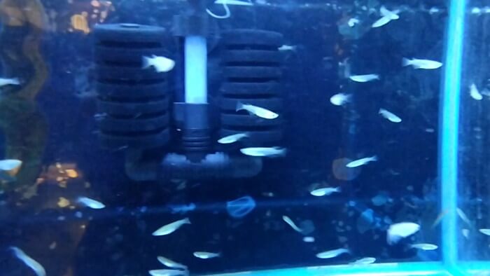 岩嵜商店(金魚)