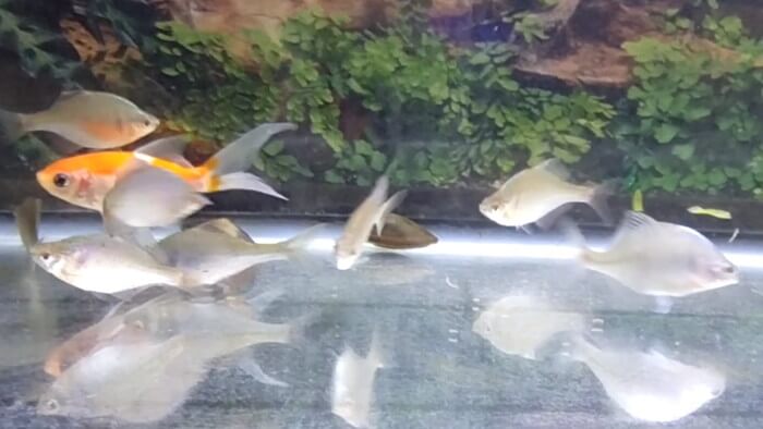 岩嵜商店(金魚)