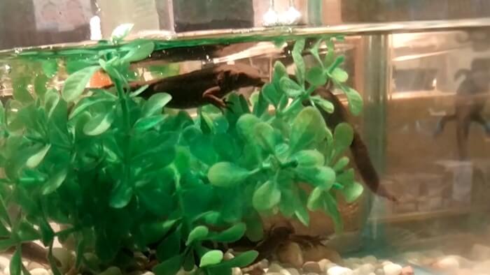 岩嵜商店(金魚)