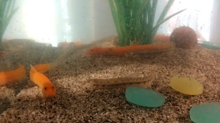 岩嵜商店(金魚)