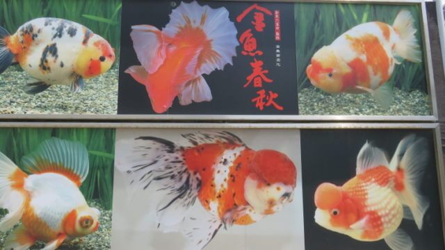 金魚の吉田