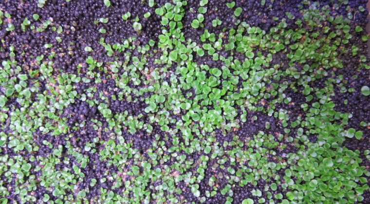 プランツシード ハイグロ SP ラージ