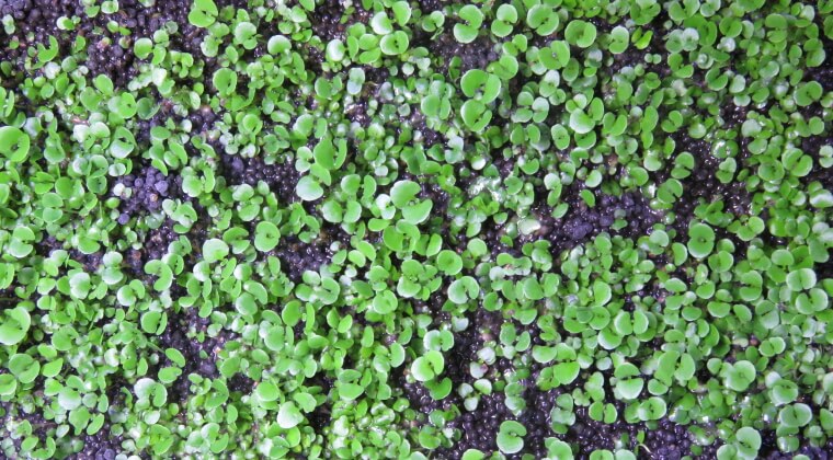 プランツシード ハイグロ SP ラージ