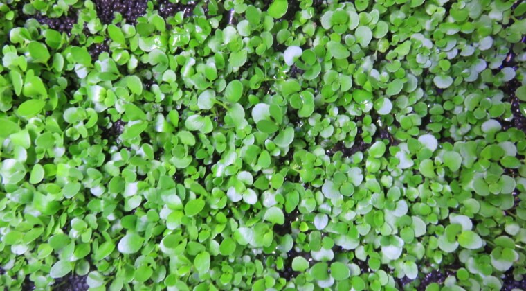 プランツシード ハイグロ SP ラージ