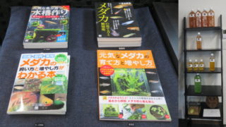 めだか販売店