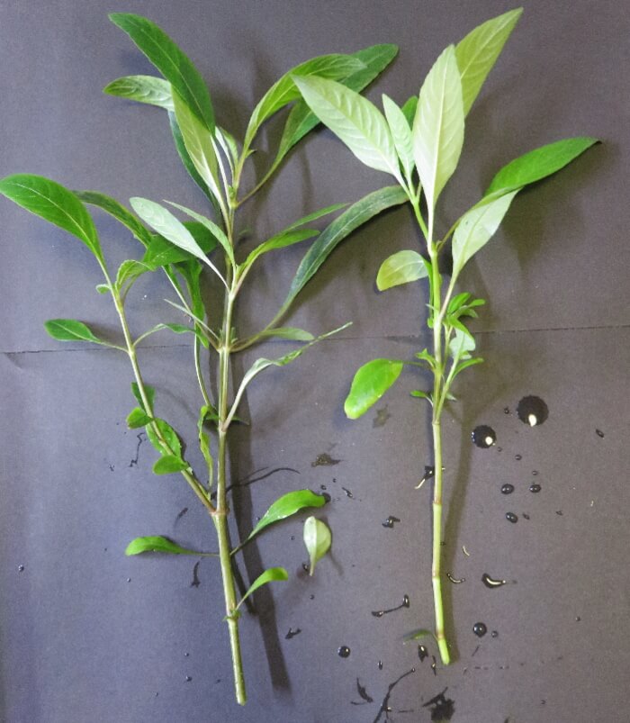 プランツシード