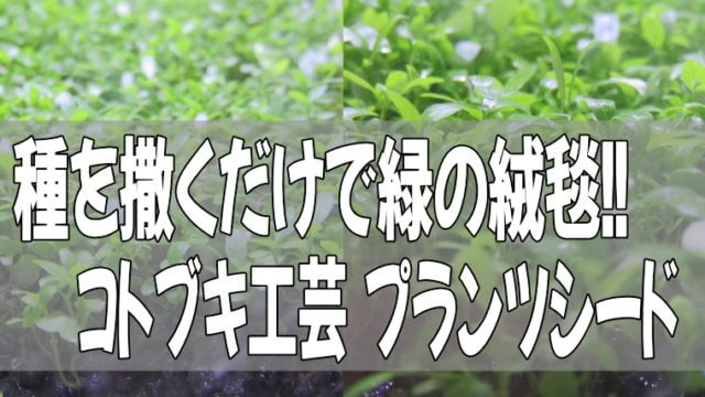 コトブキ工芸 プランツシード
