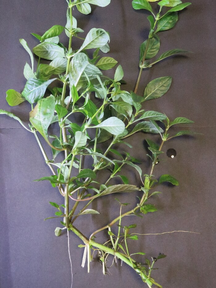 プランツシード