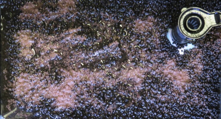 プランツシード ハイグロ SP タイガー