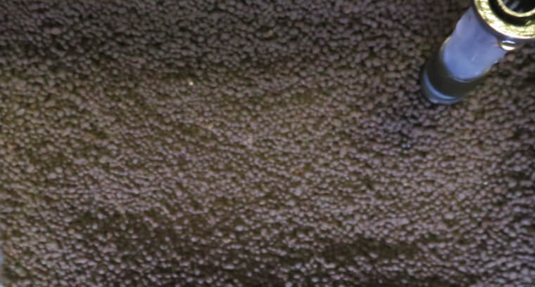 プランツシード ハイグロ SP タイガー