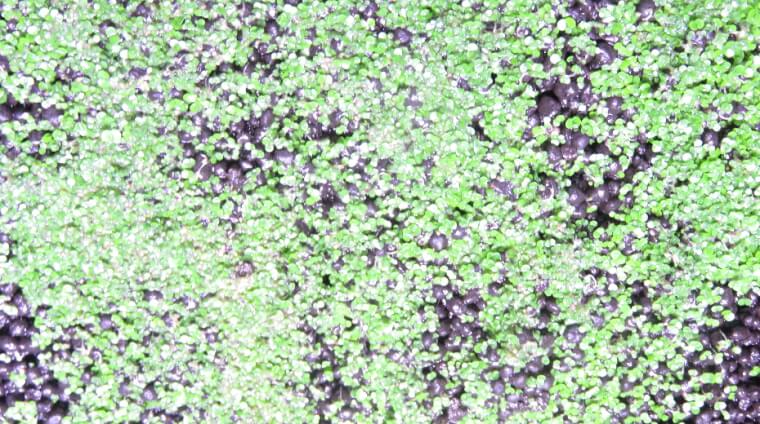 プランツシード ハイグロ SP タイガー