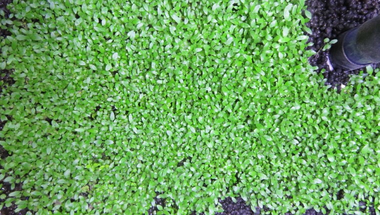 プランツシード ハイグロ SP タイガー