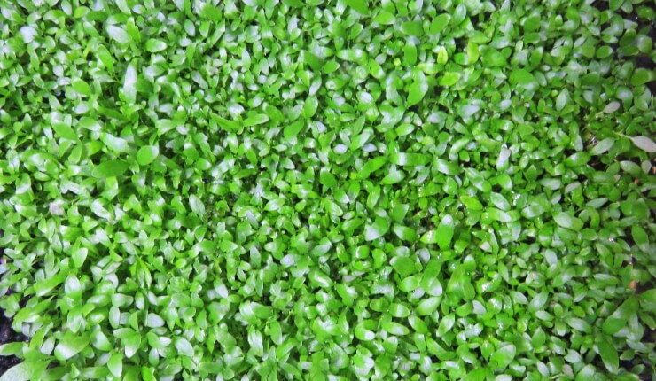 プランツシード ハイグロ SP タイガー