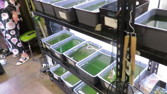 東京めだか流通センター