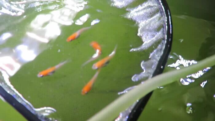 東京めだか流通センター