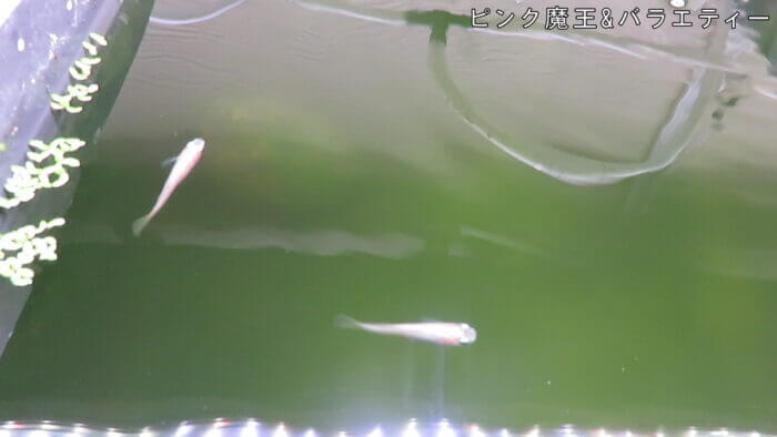 東京めだか流通センター