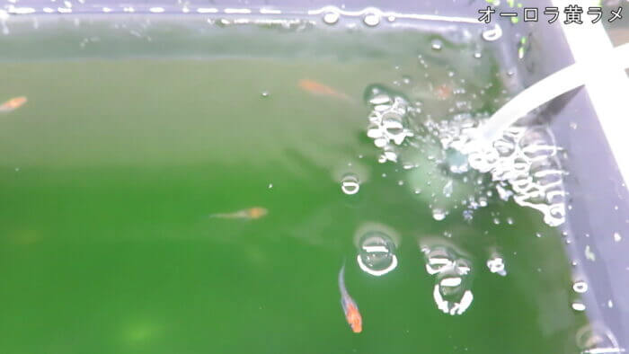 東京めだか流通センター