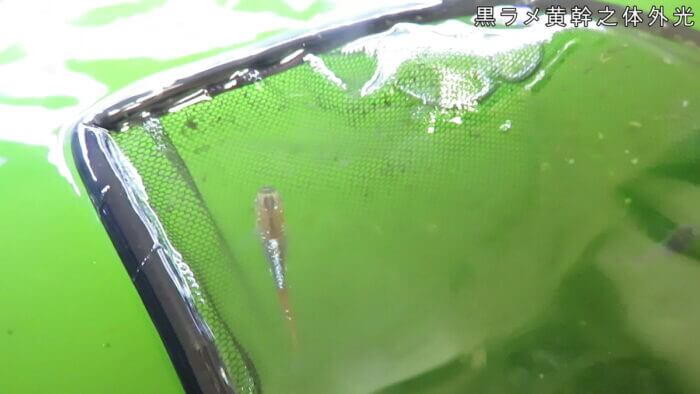 東京めだか流通センター