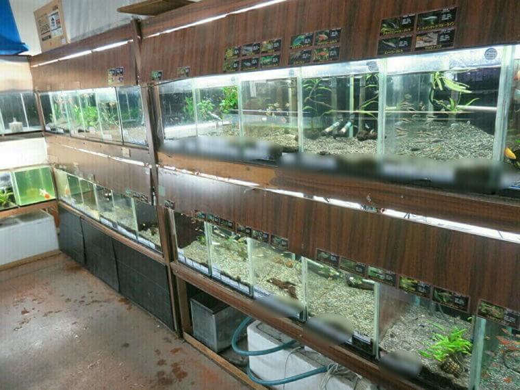 西武池袋本店9F屋上フィッシュショップ