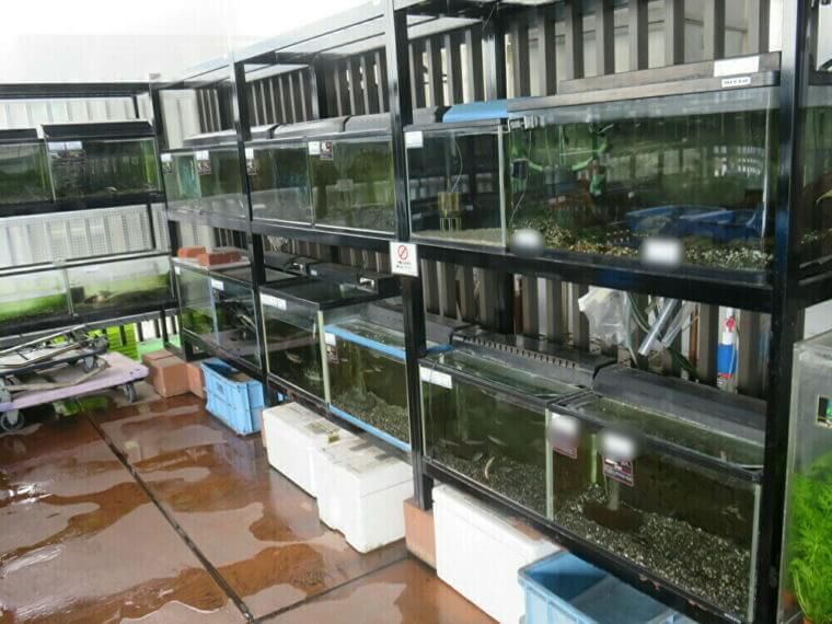 西武池袋本店9F屋上フィッシュショップ