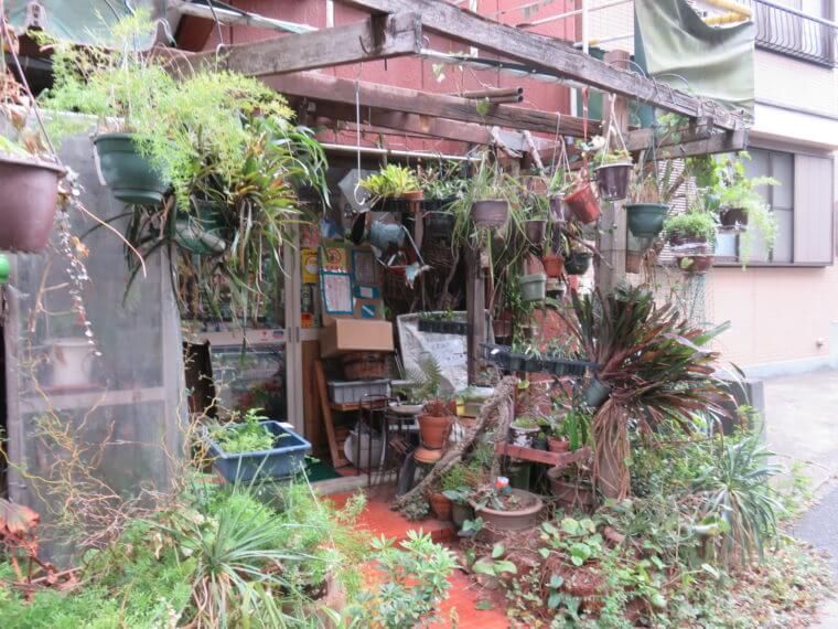 ワイルドスカイ