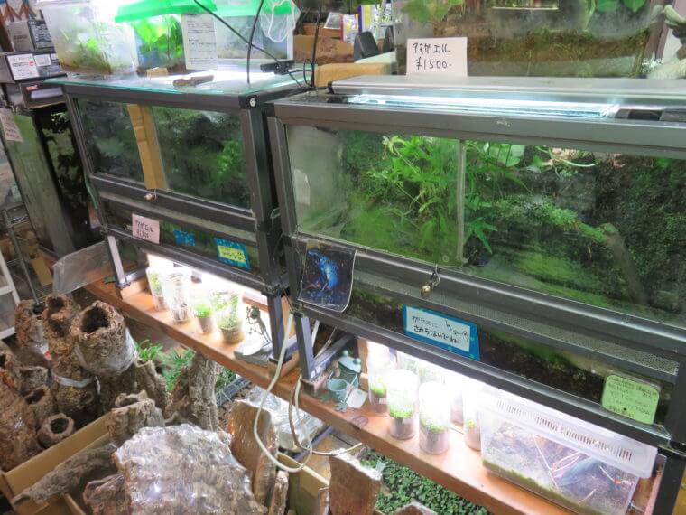 ワイルドスカイ