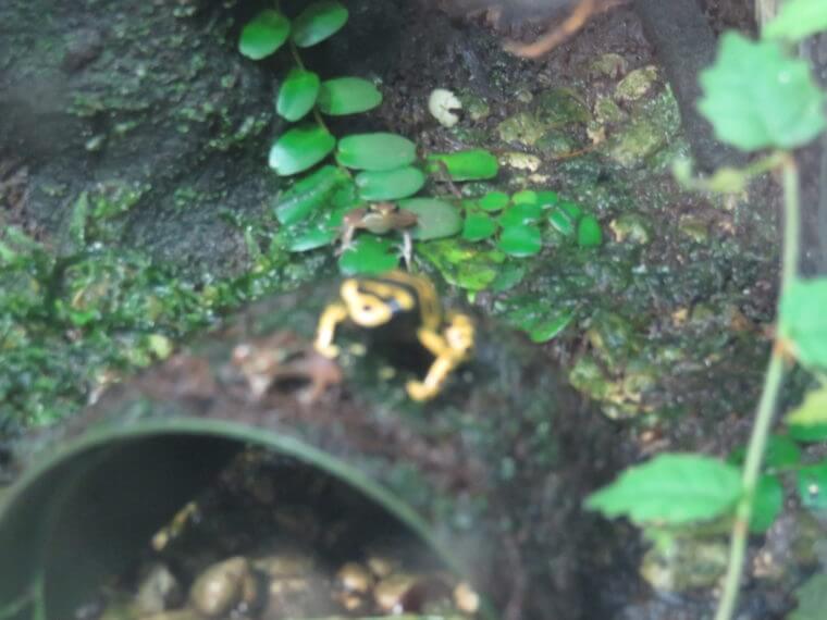 ワイルドスカイ