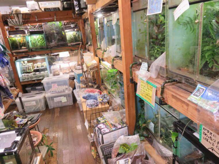 ワイルドスカイ