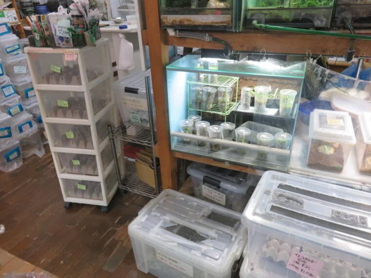 ワイルドスカイ