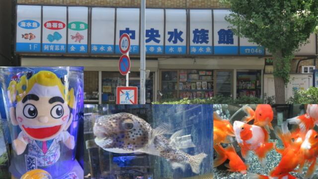 中央水族館