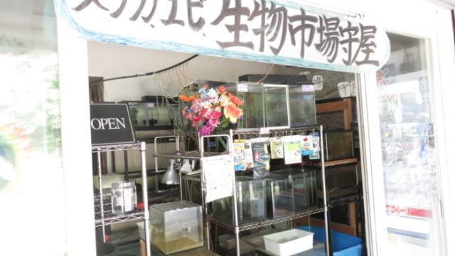 横須賀☆めだか