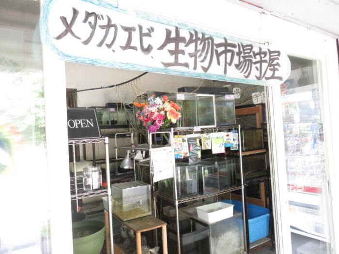 横須賀☆めだか