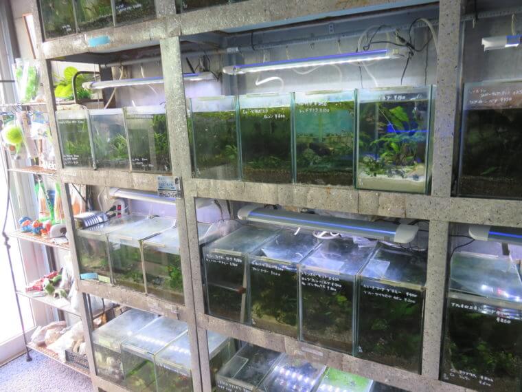 アクアカプセル