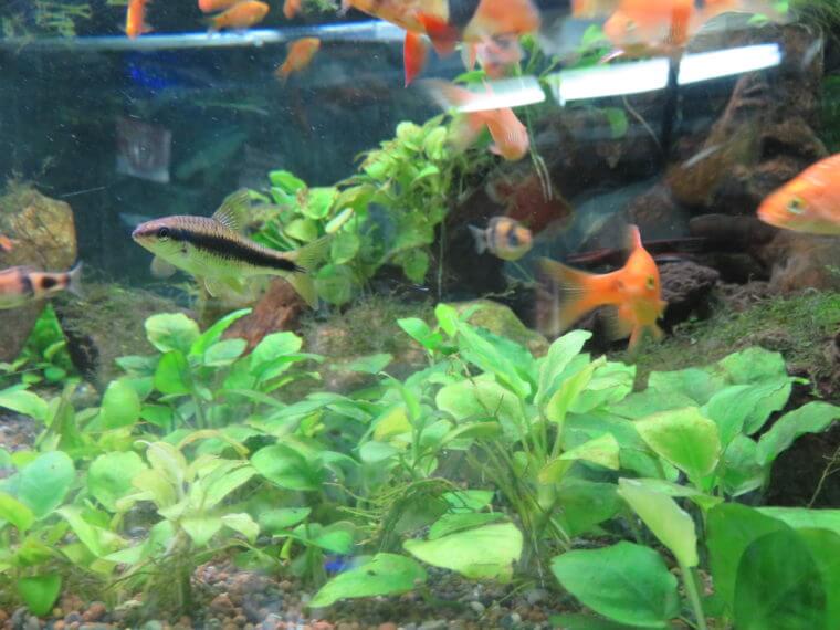 アクアカプセル