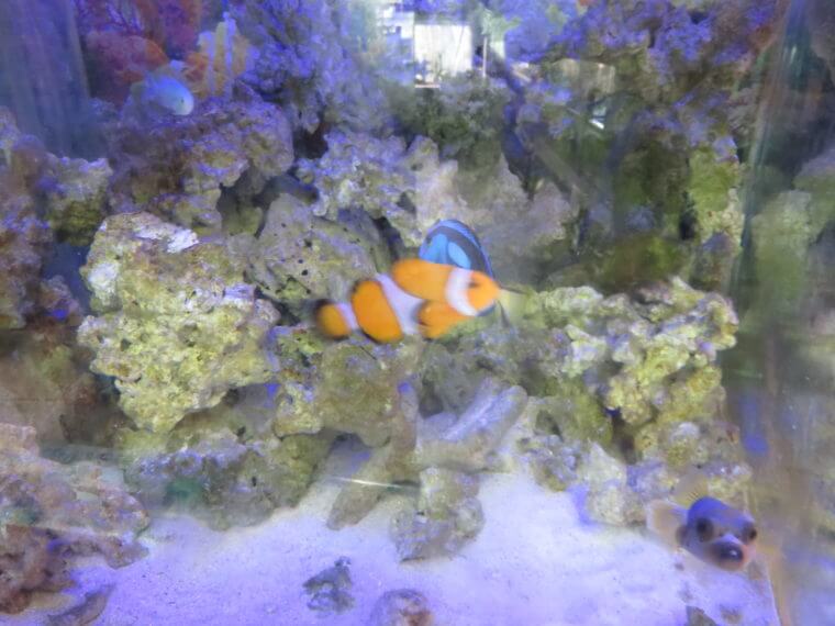 アクアカプセル