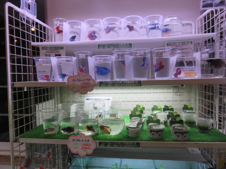 Aqua Jewelry マーサ